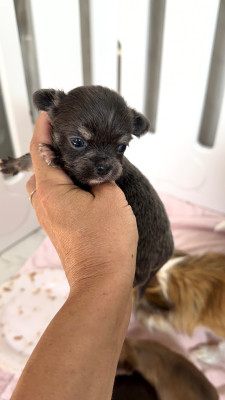 Chiot N°5