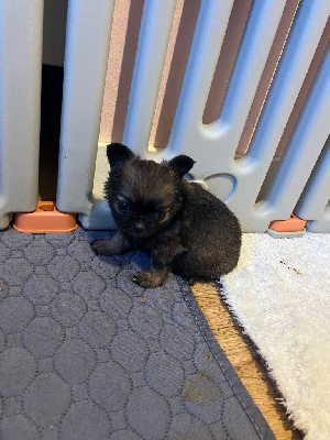CHIOT 1