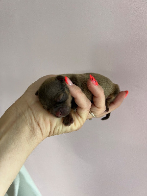 CHIOT 2