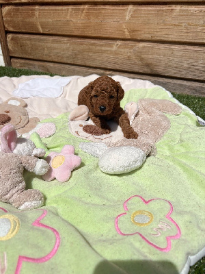 CHIOT 1