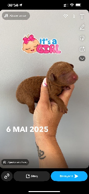 CHIOT 2