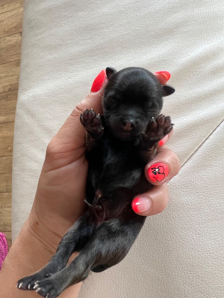 Perrine Toinon - Chiots disponibles - Chihuahua