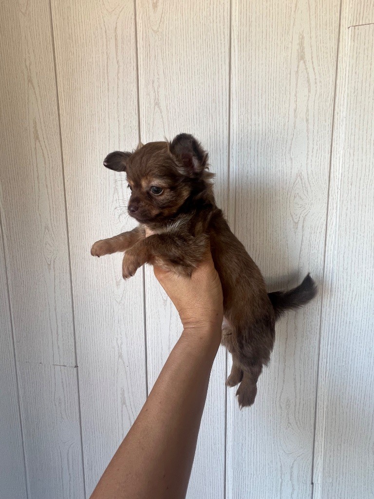 Perrine Toinon - Chiots disponibles - Chihuahua