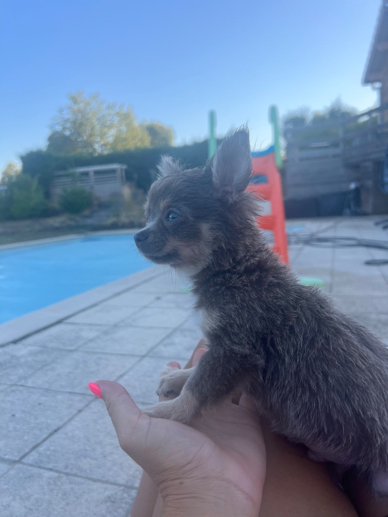 Perrine Toinon - Chiots disponibles - Chihuahua