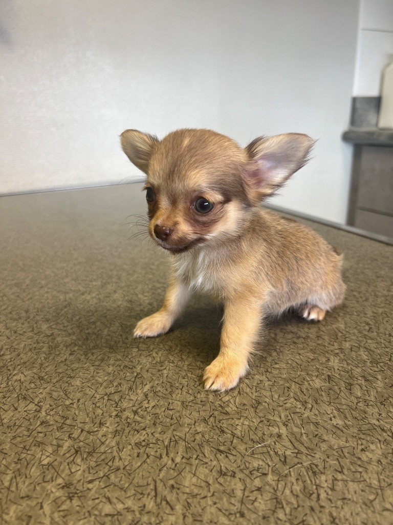 Perrine Toinon - Chiots disponibles - Chihuahua
