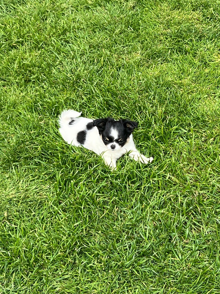 Perrine Toinon - Chiots disponibles - Chihuahua