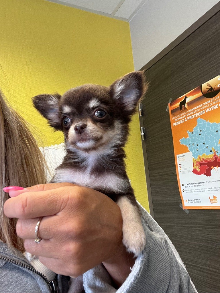 Perrine Toinon - Chiots disponibles - Chihuahua