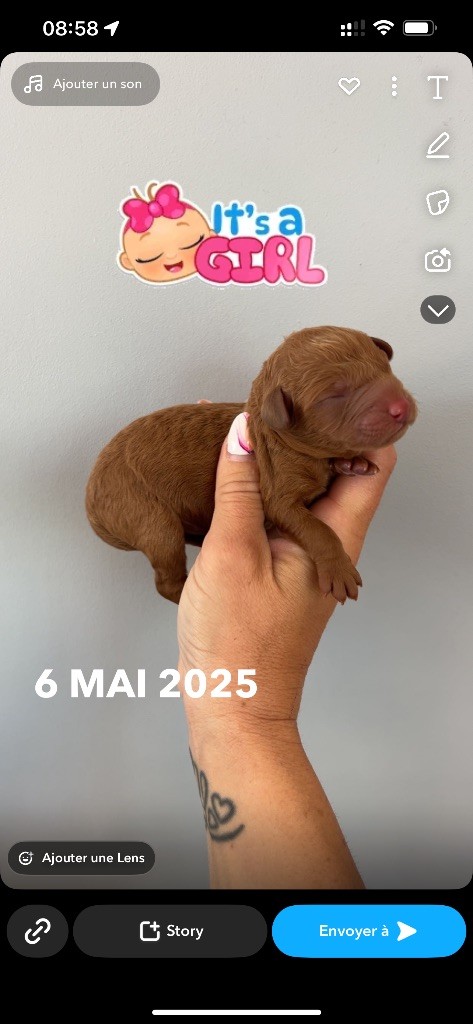 Perrine Toinon - Chiots disponibles - Caniche
