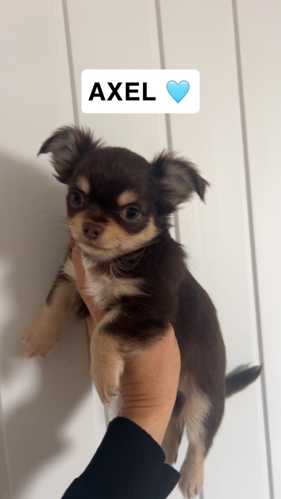 Perrine Toinon - Chihuahua - Portée née le 11/08/2025