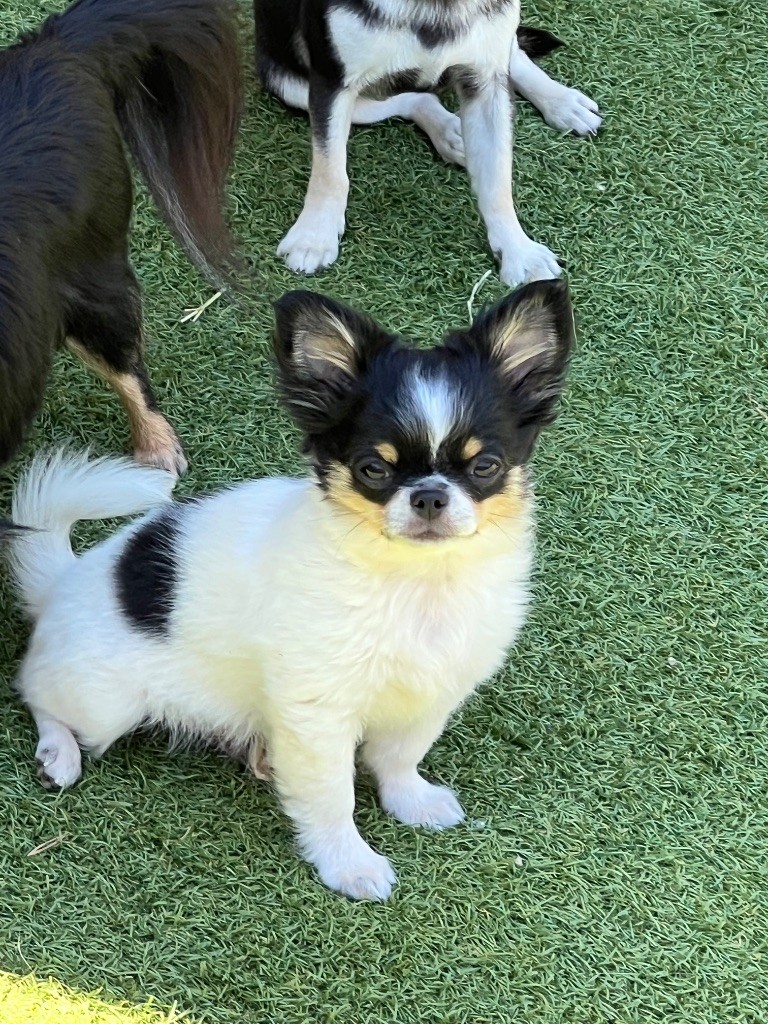 Perrine Toinon - Chiots disponibles - Chihuahua