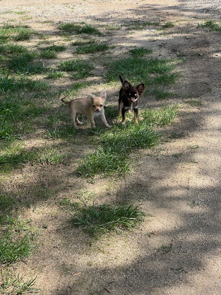 Perrine Toinon - Chiots disponibles - Chihuahua