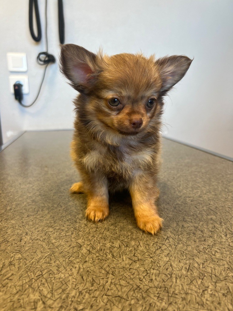 Perrine Toinon - Chiots disponibles - Chihuahua