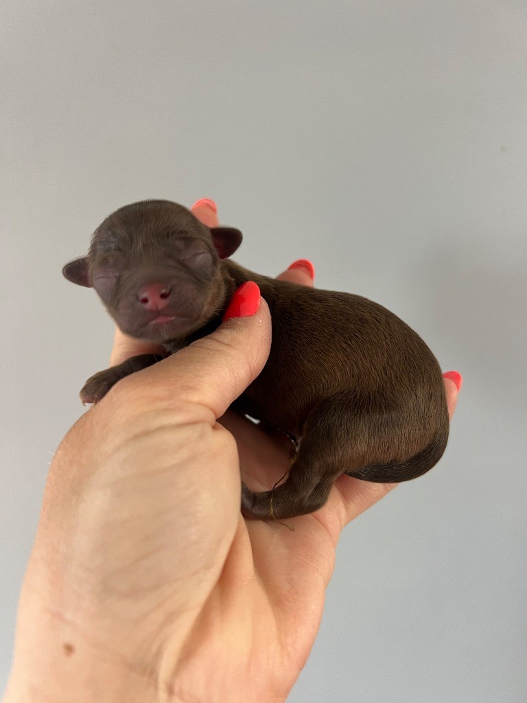 Perrine Toinon - Chiots disponibles - Chihuahua