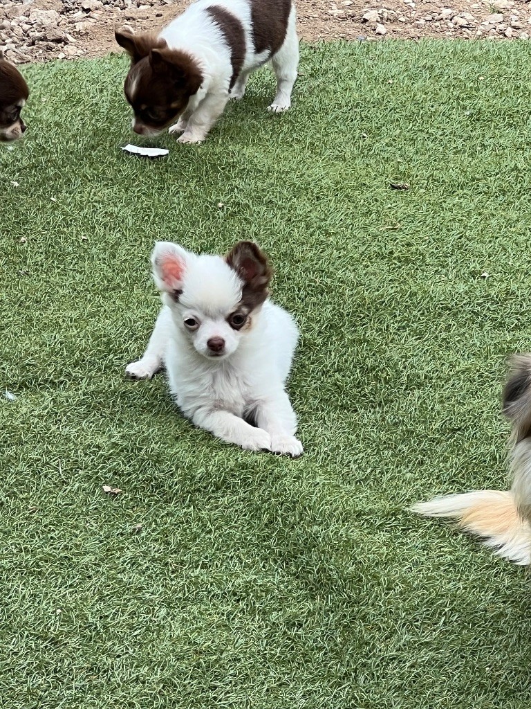 Perrine Toinon - Chiots disponibles - Chihuahua